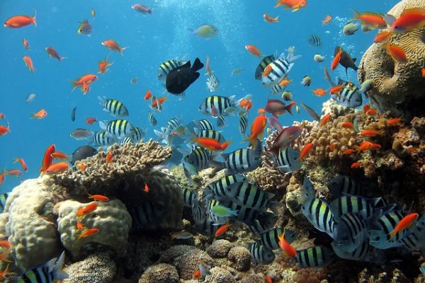 Tropical fish around coral 
